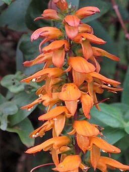 Digitalis canariensis syn. Isoplexis canariensis