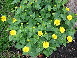 Doronicum caucasicum