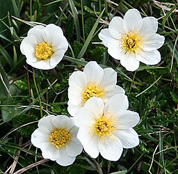 Dryas octapetala