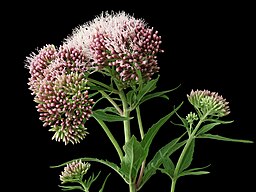 Eupatorium cannabinum 
