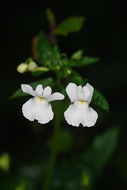 Nemesia floribunda