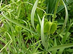 Fritillaria thunbergii var verticilliata  or F.  thunbergii Syn F. verticilliata