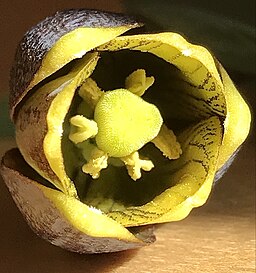 Fritillaria uva-vulpis