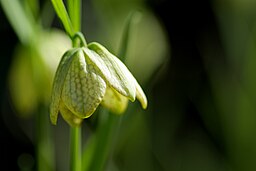 Fritillaria thunbergii var verticilliata  or F.  thunbergii Syn F. verticilliata