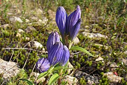 Gentiana linearis