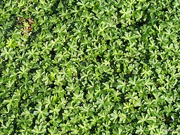 Geranium x cantabrigiense