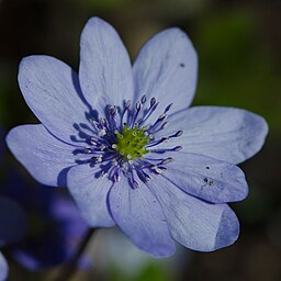 Hepatica transsilvanica