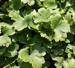 Hepatica transsilvanica