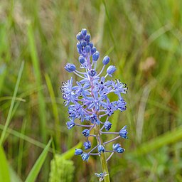 Scilla litardierei was S. pratensis