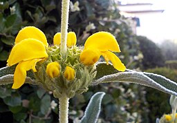 Phlomis fruticosa