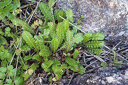 Leptinella dioica
