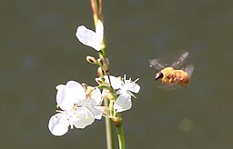 Libertia chilensis Syn L. grandiflora (misapplied)