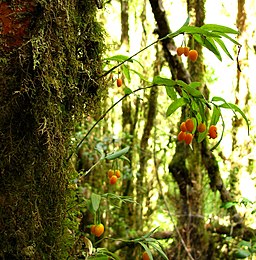 Luzuriaga radicans