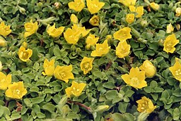 Lysimachia nummularia syn. japonica var. minutissima