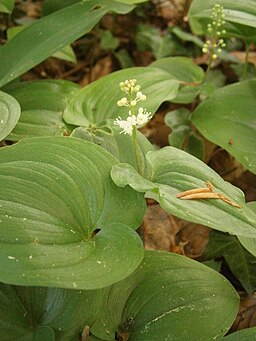 Maianthemum bifolium