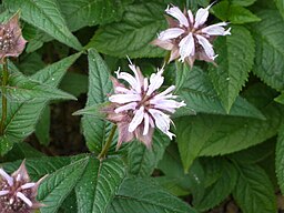 Monarda bradburiana