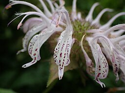 Monarda bradburiana