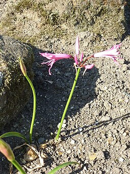 Nerine bowdenii ‘Amandi’