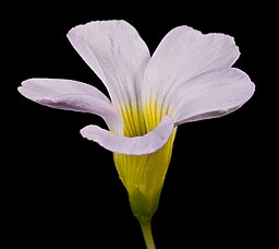 Oxalis bowiei