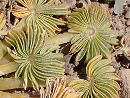 Oxalis palmifrons