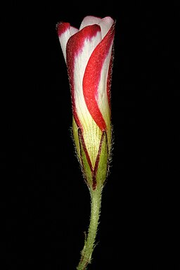 Oxalis versicolor