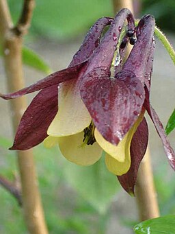 Aquilegia oxysepala kansuensis