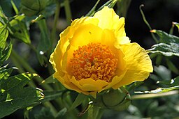 Paeonia ludlowii P. lutea P. delavayi ludlowii