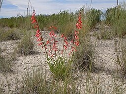 Penstemon eatonii