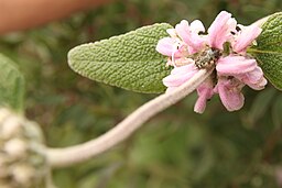 Phlomis purpurea