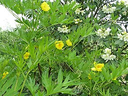 Paeonia ludlowii P. lutea P. delavayi ludlowii