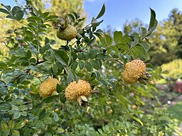 Rosa roxburghii