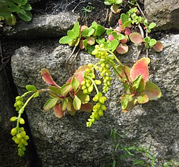 Chiastophyllum oppositifolium syn Umbilicus oppositifolius
