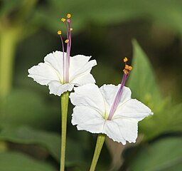 Mirabilis longiflora