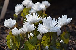 Sanguinaria canadensis double