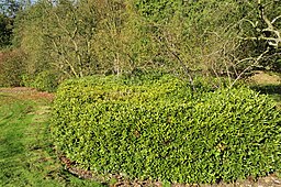 Sarcococca hookeriana var. humilis