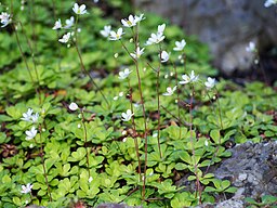 Saxifraga cuneifolia