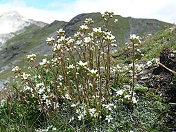 Saxifraga paniculata
