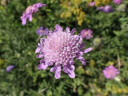 Scabiosa cineraria
