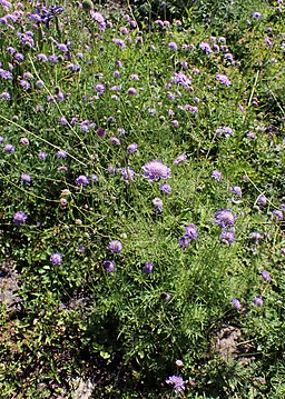Scabiosa cineraria