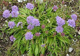 Scabiosa lucida