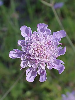 Scabiosa triandra