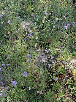 Scabiosa triandra