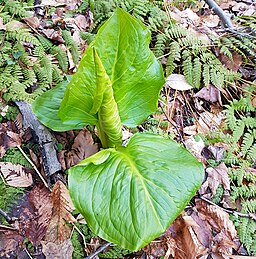Symplocarpus foetidus