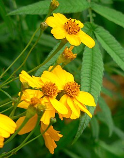 Tagetes lemmonii