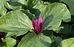 Trillium chloropetalum