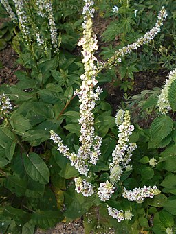 Verbascum chaixii Album