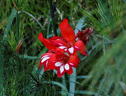 Gladiolus cardinalis