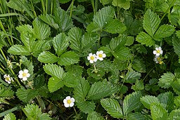 Fragaria vesca  - Wild Strawberry