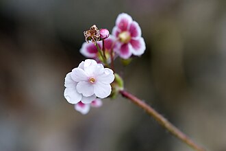 Androsace strigillosa