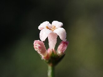 Asperula aristata syn. Cynanchica aristata (or a combo of all 3)